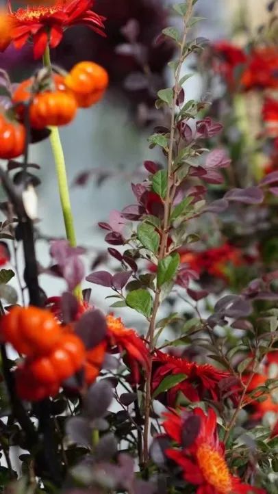 博思花藝婚慶教育，婚慶培訓(xùn)，花藝培訓(xùn)，插花培訓(xùn)，花藝師培訓(xùn)，主持人培訓(xùn)，商務(wù)主持人培訓(xùn)，花店運營培訓(xùn)，花店全系統(tǒng)營銷，小白開花店，小白學(xué)主持，金璽棠婚慶酒店，金璽棠總部，鄭州金麻雀教育科技有限公司